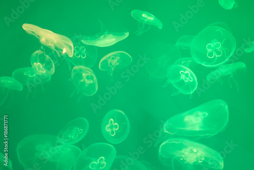 Lot of green jellyfishes in aquarium. © M-Production