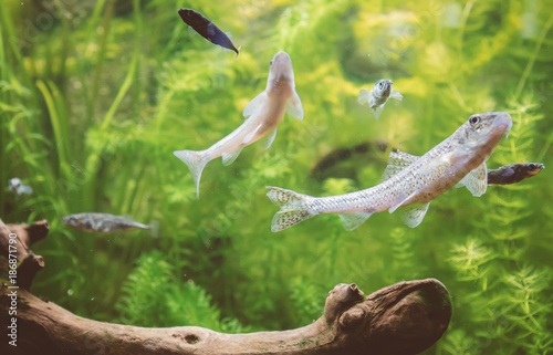Фотография Freshwater green aquarium with plants and fishes.