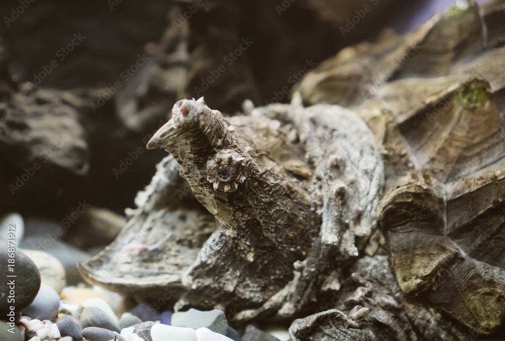 Alligator snapping turtle in the zoo. Macrochelys temminckii. Alligator snapping turtle in the zoo. Macrochelys temminckii.