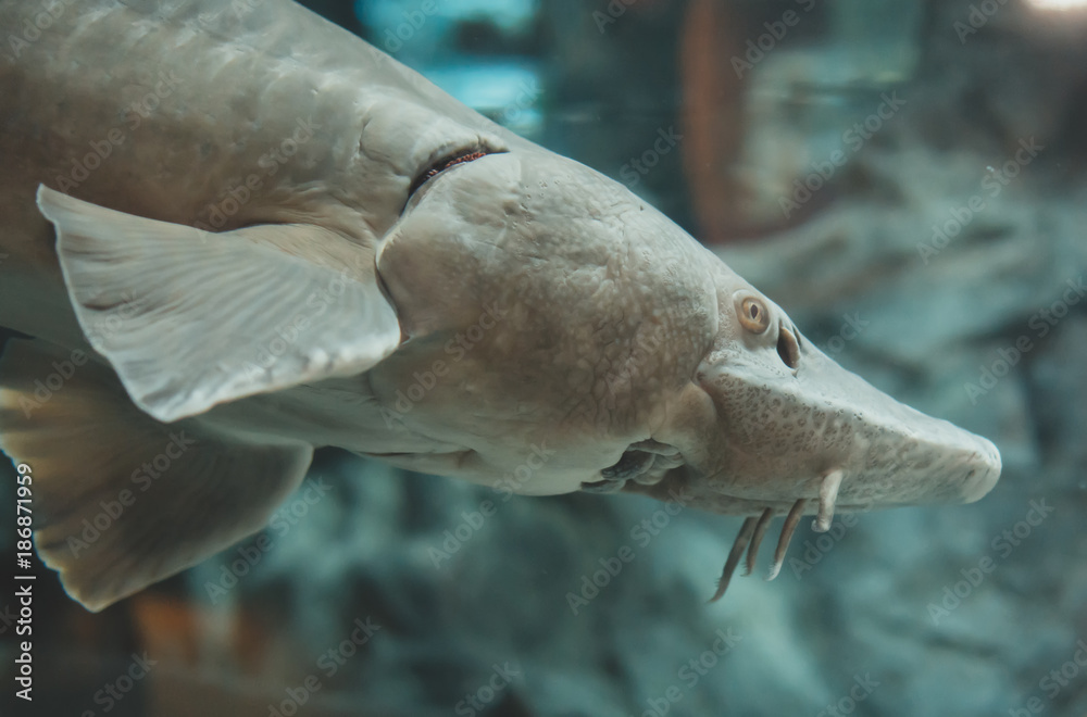 Fototapeta premium Atlantic sturgeon in the zoo. Acipenser oxyrinchus oxyrinchus.