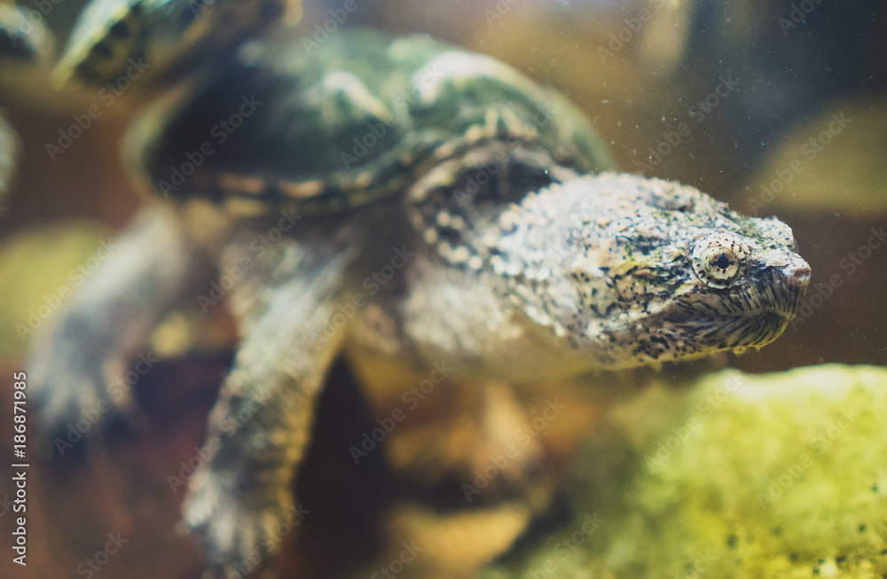 Common snapping turtle in the zoo. Chelydra serpentina. Common snapping turtle in the zoo. Chelydra serpentina.