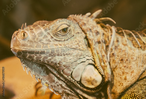 Close-up view of orange iguana.