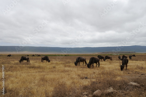 Wildebeest in Ngorongoro National Conservation Area, Tanzania