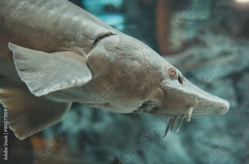 Atlantic sturgeon in the zoo. Acipenser oxyrinchus oxyrinchus. photo