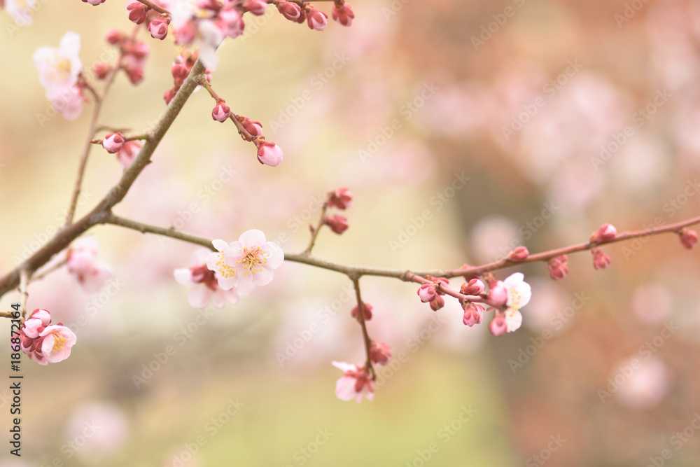 ピンク色の花の梅の木