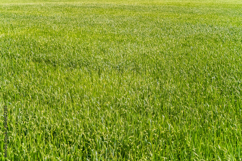 Natural background of young rye. Fragment of green field. Natural background of young rye. Fragment of green field.