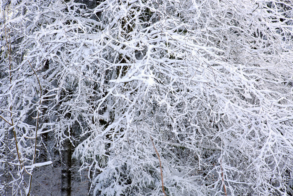 Fototapeta premium Frozen tree branch in winter forest.