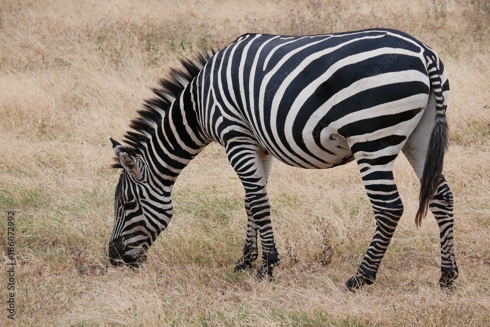 Herd of Zebra's in the Serengeti National Park, Tanzania Herd of Zebra's in the Serengeti National Park, Tanzania