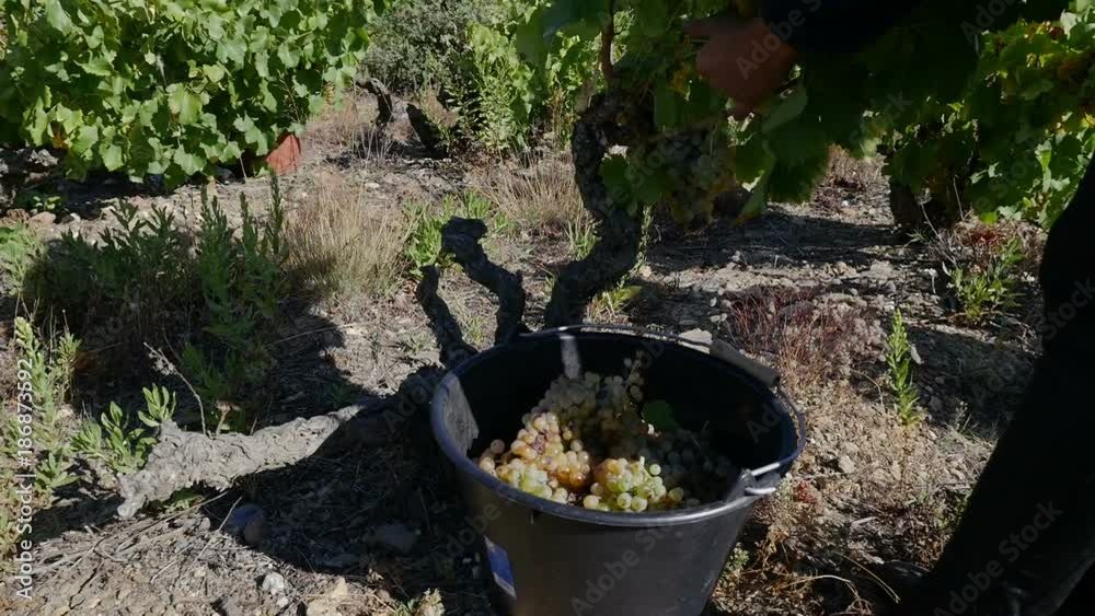 Harvesting wine grapes in the south of France Harvesting wine grapes in the south of France