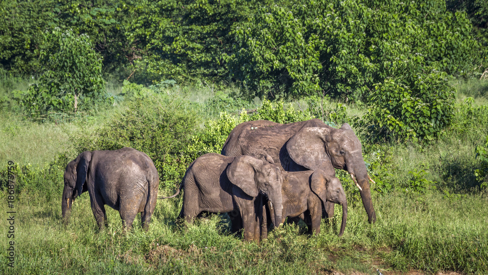 Fototapeta premium African bush elephant in Kruger National park, South Africa