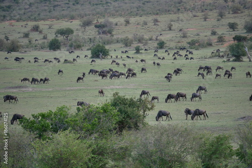 Wildebeest in Masai Mara National Park, Kenya © hyserb