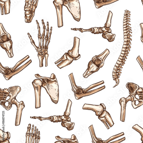 Vector seamless pattern human body bones sketch photo