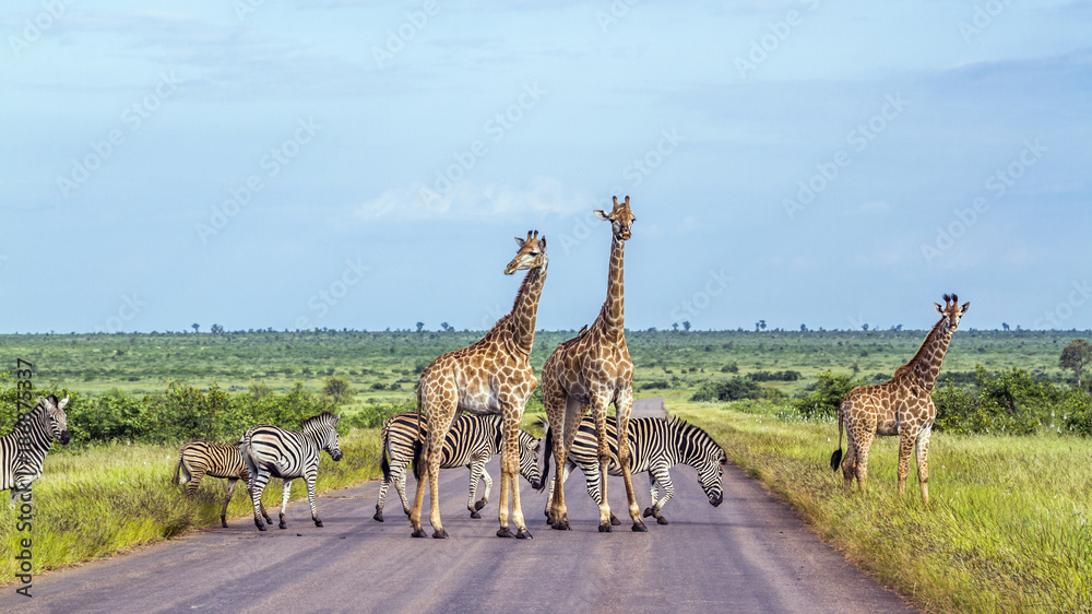 Giraffe and Plains zebra in Kruger National park, South Africa - obrazy, fototapety, plakaty 