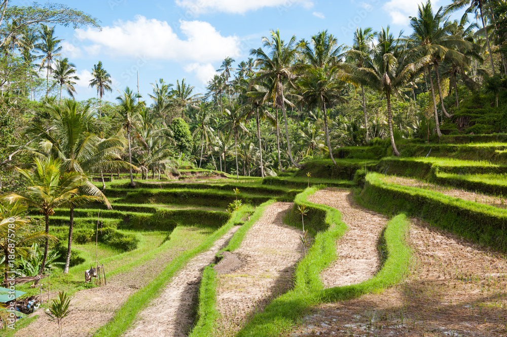 Bali rizière 