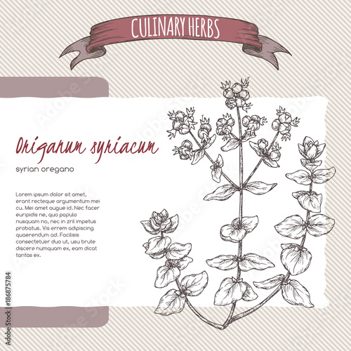 Syrian oregano aka bible hyssop, Origanum syriacum, hand drawn sketch.