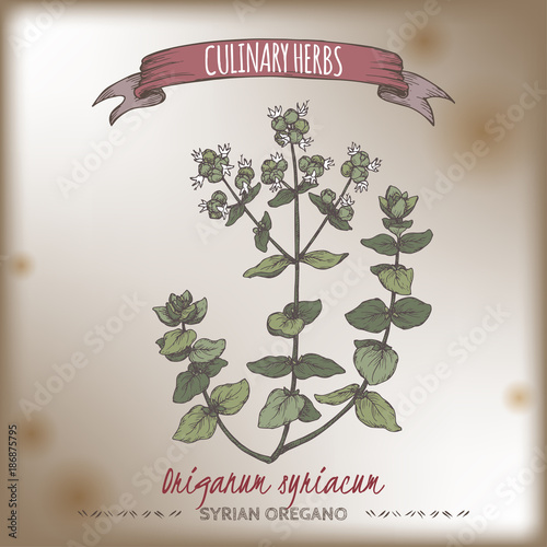 Syrian oregano aka bible hyssop, Origanum syriacum, color hand drawn sketch.