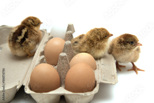 Chicks and eggs in carton on white background photo