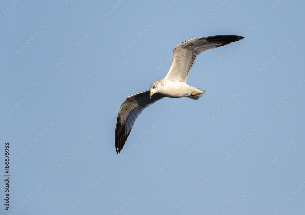 Ring-billed gull (Larus delawarensis) in flight above Lake Chapala - Ajijic, Jalisco, Mexico Ring-billed gull (Larus delawarensis) in flight above Lake Chapala - Ajijic, Jalisco, Mexico