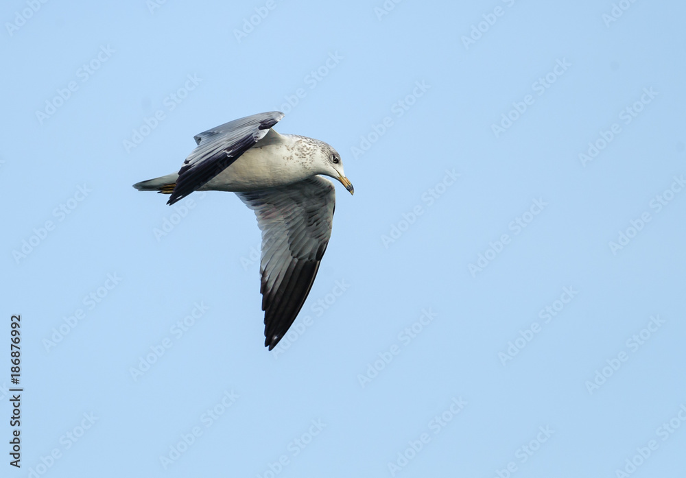 Obraz premium Ring-billed gull (Larus delawarensis) in flight above Lake Chapala - Ajijic, Jalisco, Mexico