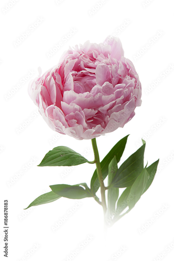 flor peonia aislada Stock Photo | Adobe Stock