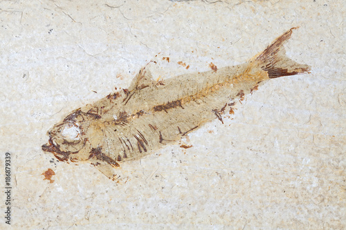 Fotografie Fossil fish