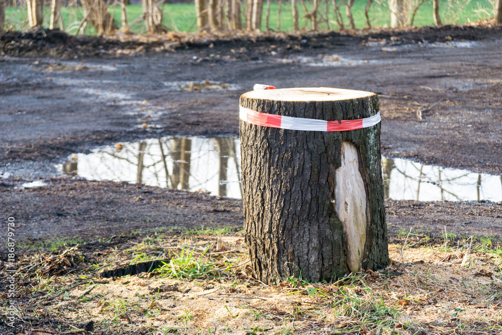 tree stump with signal tape - tree felling tree stump with signal tape - tree felling