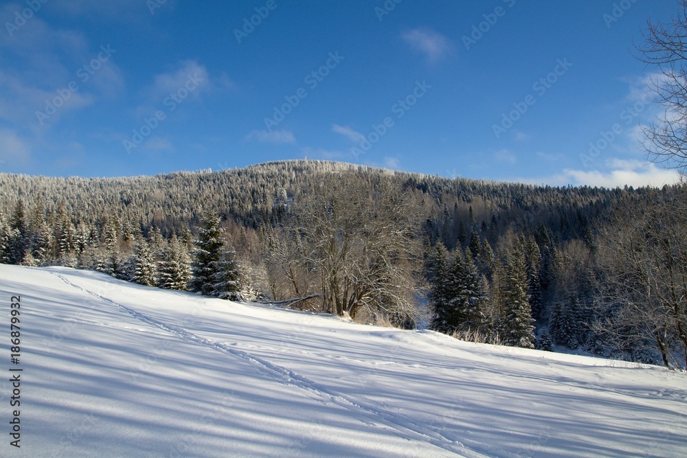 winter in the forest winter in the forest