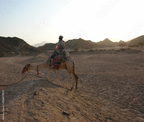 Kamelreiten in der Wüste (Ägypten)