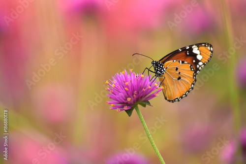 Butterfly and Flower Pearly Everlasting in the garden.