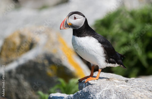 Atlantic Puffin