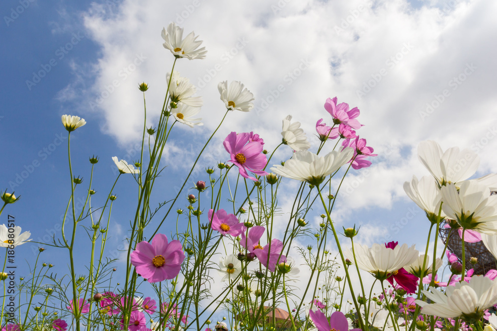 Pink white and red cosmos flowers garden,Blurry to soft focus and retro film look new color modern tone. Pink white and red cosmos flowers garden,Blurry to soft focus and retro film look new color modern tone.