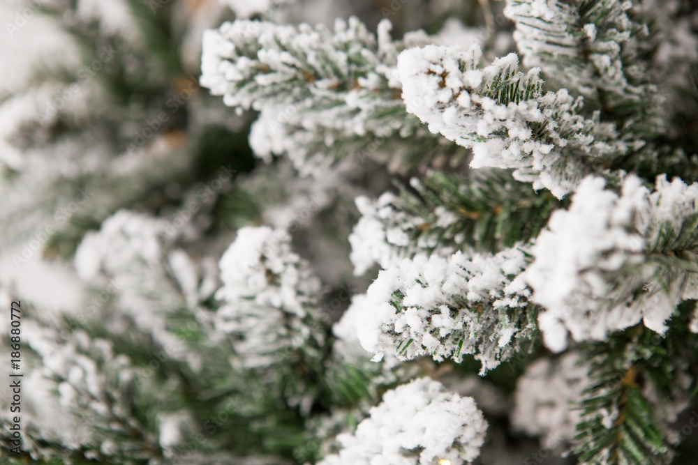 Christmas fir trees with snow, close up shot. Christmas fir trees with snow, close up shot.