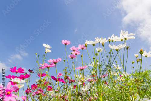 Pink white and red cosmos flowers garden Blurry to soft focus and retro film look new color modern tone.