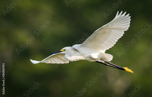 Snowy Egret © Harry Collins