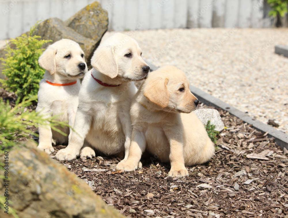 Amazing puppies of labrador retriever Amazing puppies of labrador retriever