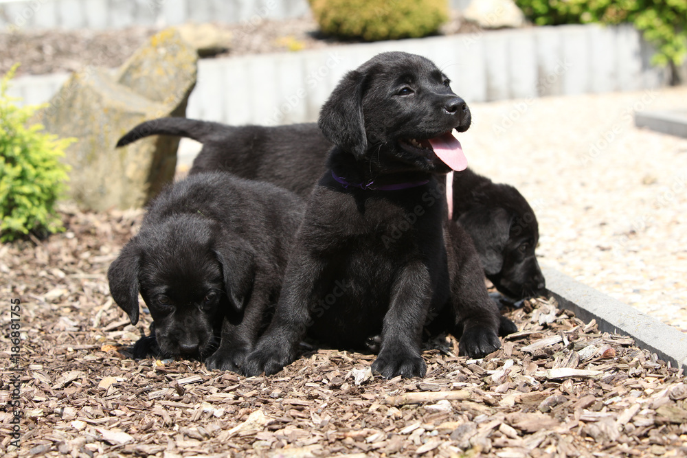Amazing puppies of labrador retriever Amazing puppies of labrador retriever