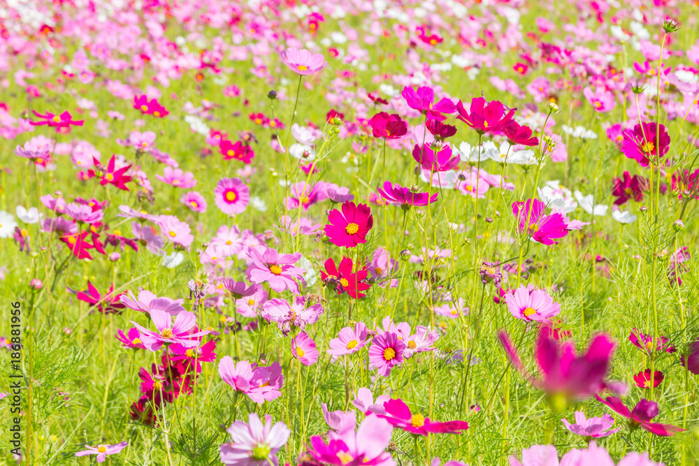 Pink white and red cosmos flowers garden,Blurry to soft focus and retro film look new color modern tone. Pink white and red cosmos flowers garden,Blurry to soft focus and retro film look new color modern tone.
