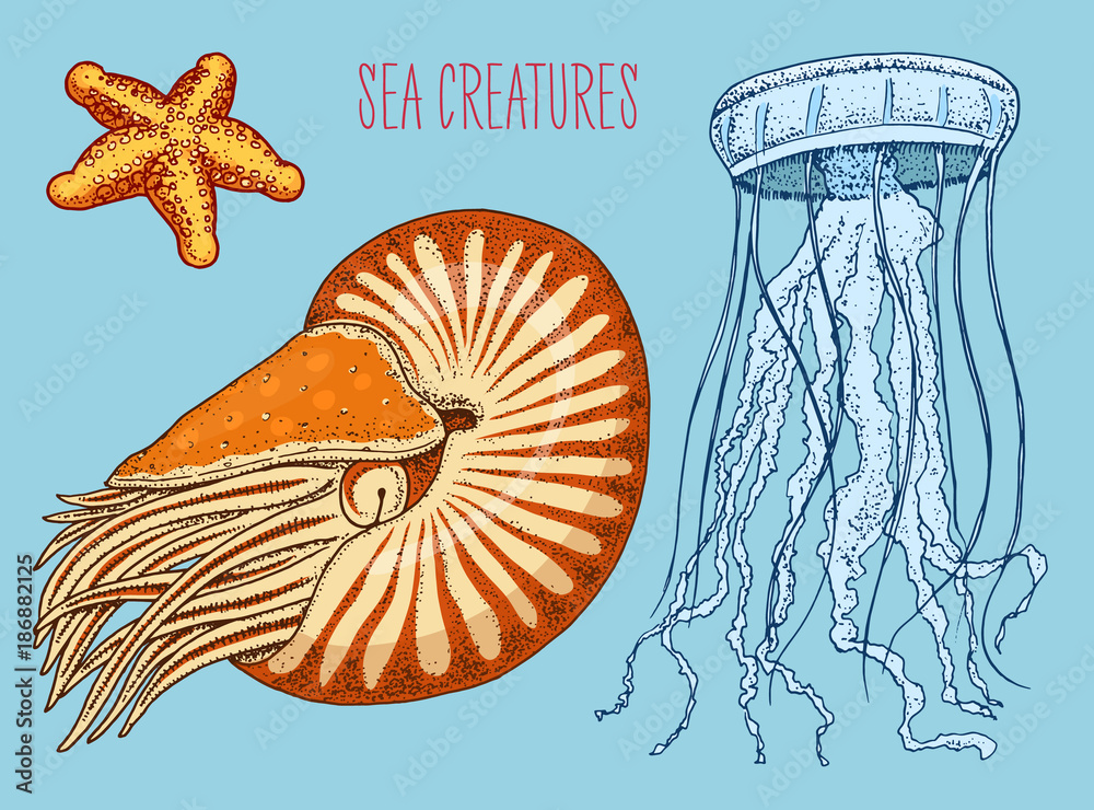 Fototapeta premium sea creature nautilus pompilius, jellyfish and starfish. shellfish or mollusk or clam. engraved hand drawn in old sketch, vintage style. nautical or marine, monster or food. animals in the ocean.