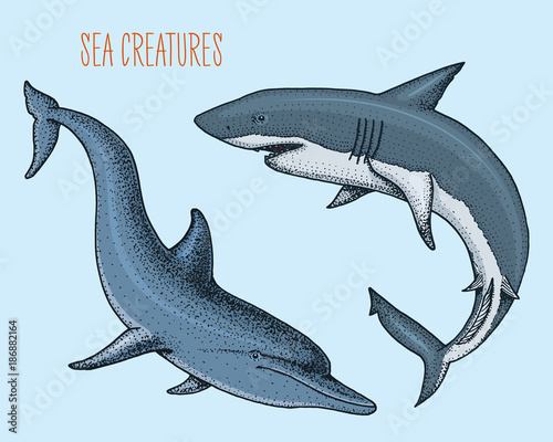 sea creature dolphin and white shark. engraved hand drawn in old sketch, vintage style. nautical or marine, monster or fish. animals in the ocean.