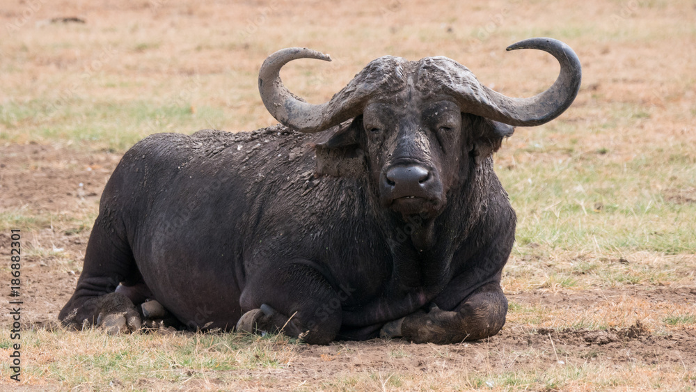 Buffalo in Lake Manyara National Park, Tanzania