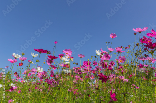 Pink white and red cosmos flowers garden,Blurry to soft focus and retro film look new color modern tone. © phonrat