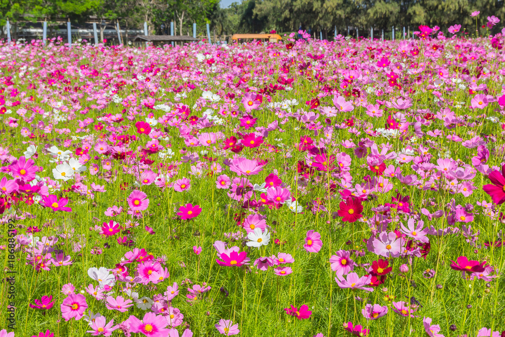 Pink white and red cosmos flowers garden,Blurry to soft focus and retro film look new color modern tone. Pink white and red cosmos flowers garden,Blurry to soft focus and retro film look new color modern tone.