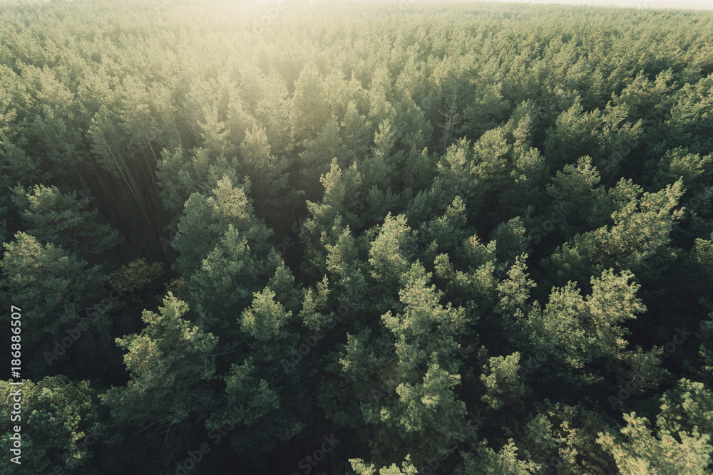 Fototapeta Piękne zdjęcie panoramiczne na szczyty lasu sosnowego. Widok z lotu ptaka. Z góry. Zdjęcie wykonane przy użyciu helikoptera. Widok z góry