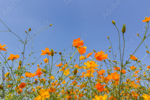 Yellow cosmos flowers in the garden and blurred soft background. 