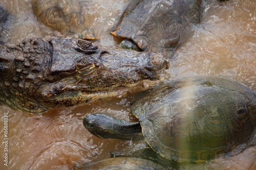 Crocodile and Turtle in a River