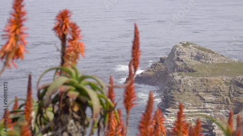 Red Aloe in foreground near Dias beach