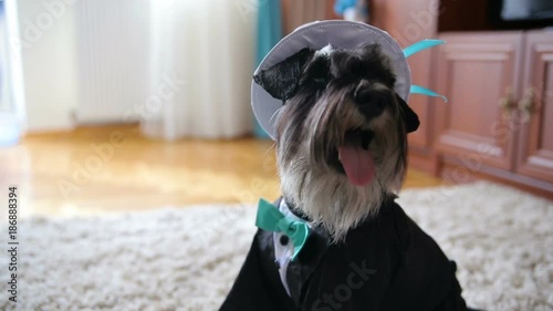 Black miniature schnauzer is dressed like the bridegroom sitting in the room