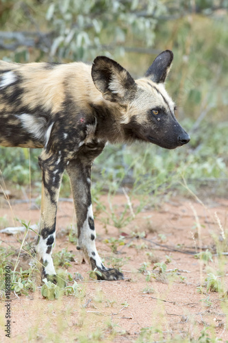 Portrait of a wild dog while on a hunt in the bash