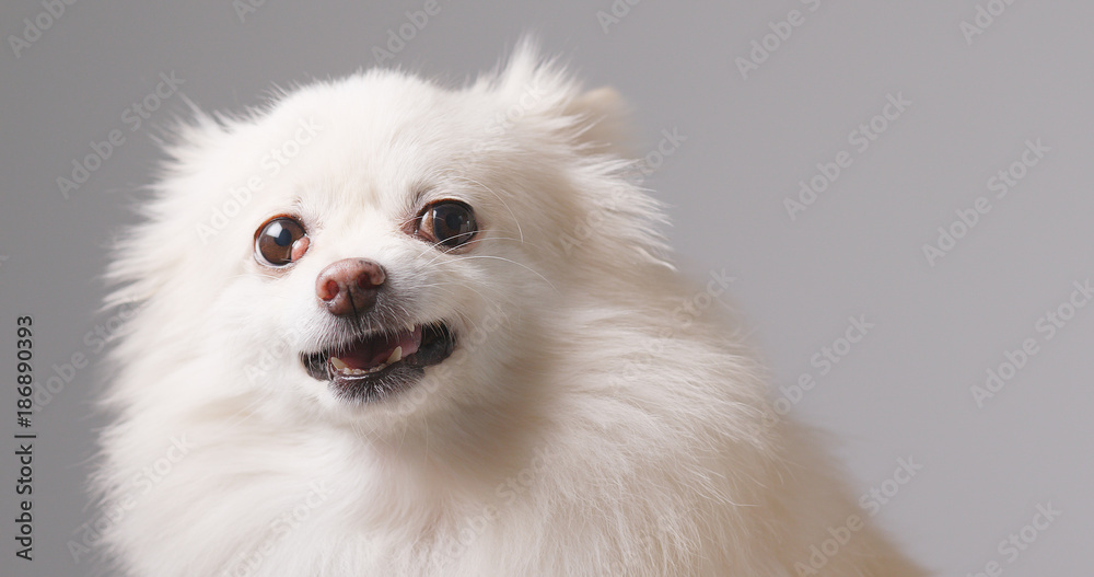 Obraz premium Pomeranian dog getting angry