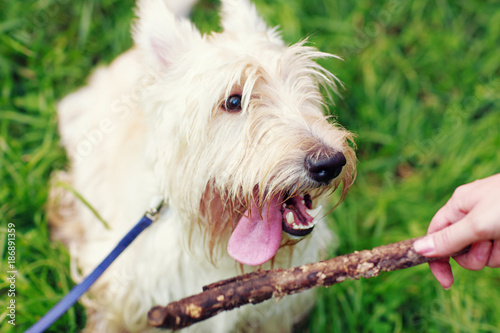 White dog is afoot to grab a stick